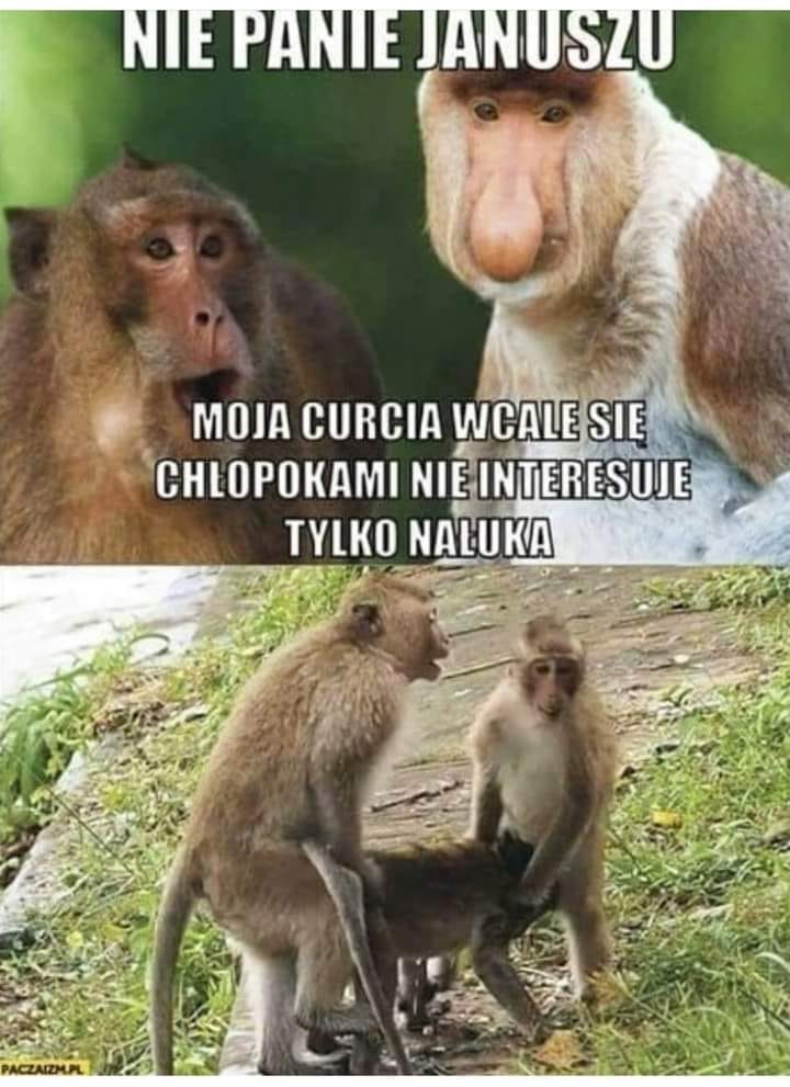 Curcia XD