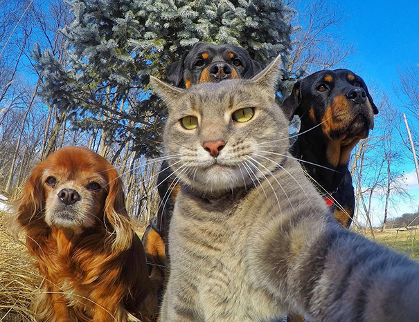 Selfiepets :-)