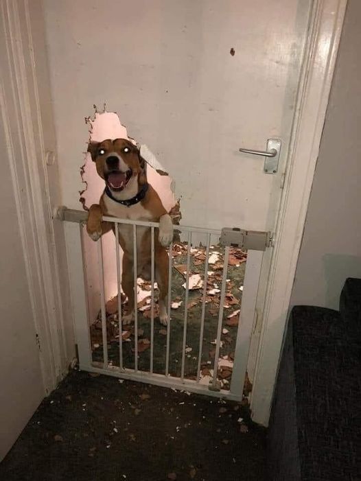 Good boy :D
